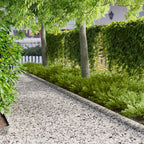 Bordure De Pelouse 20 Pc 103 X Acier Rouillé