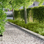 Bordure De Pelouse 10 Pc 102 X 15 X 4 Cm Acier Rouillé